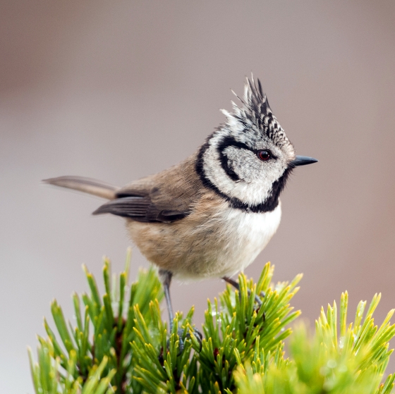 Ozbek shifokorlarining seks suratlari